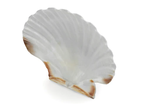 Clam Shell 03 3D Model