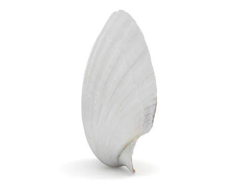 Clam Shell 03 3D Model