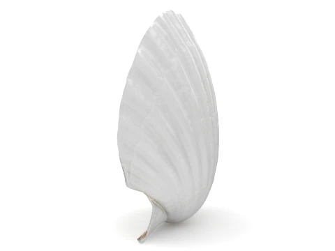 Clam Shell 03 3D Model
