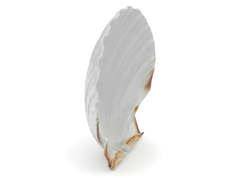 Clam Shell 03 3D Model