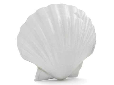 Clam Shell 03 3D Model