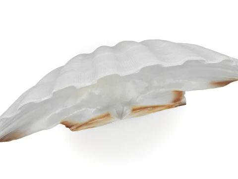 Clam Shell 03 3D Model