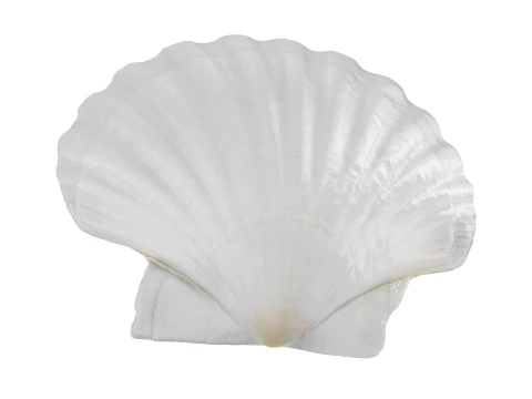 Clam Shell 03 3D Model