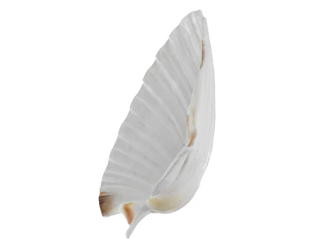 Clam Shell 03 3D Model