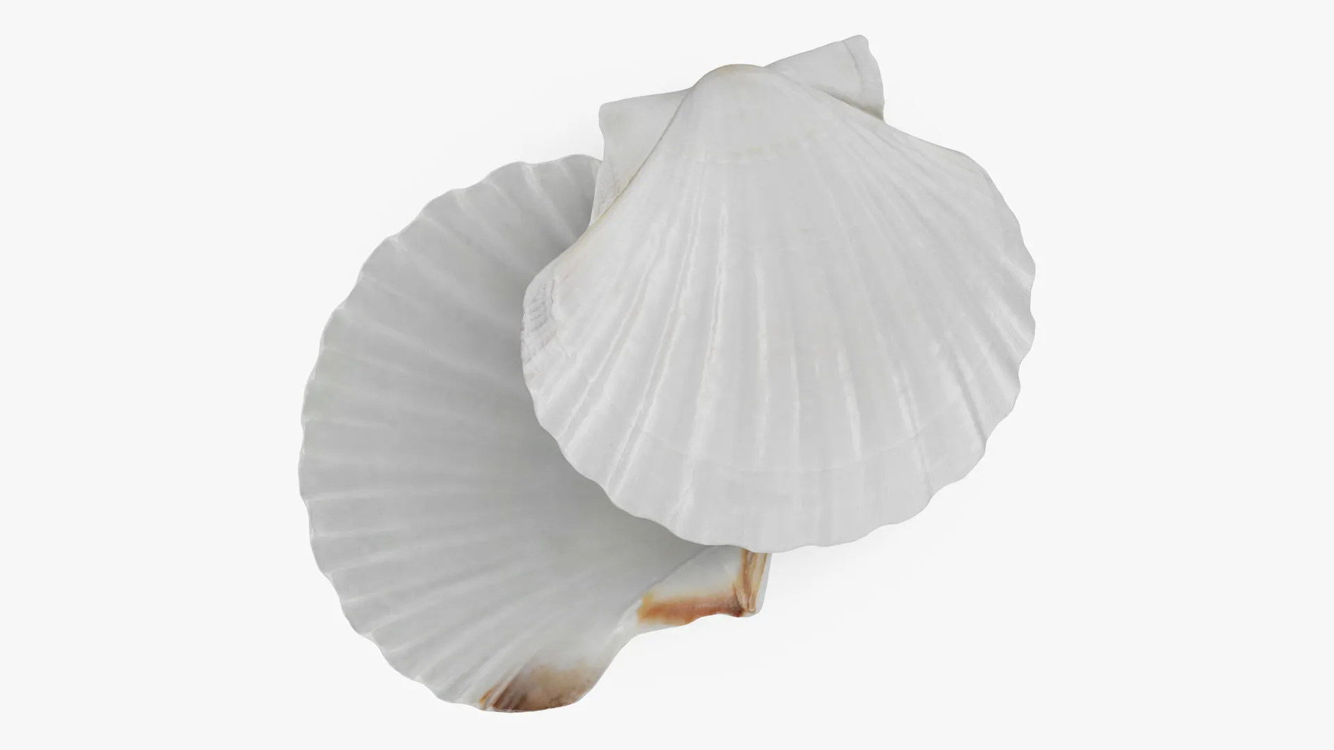 Clam Shell 03 Pose 2 3D Model .c4d .max .obj .3ds .fbx .stl .blend 