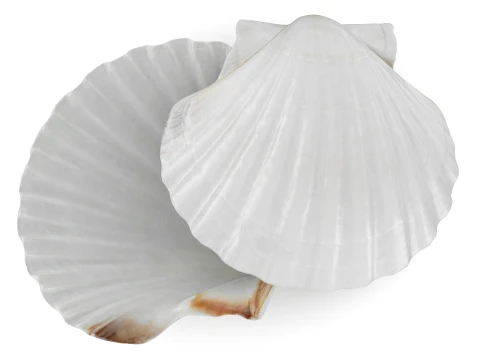 Clam Shell 03 Pose 2 3D Model