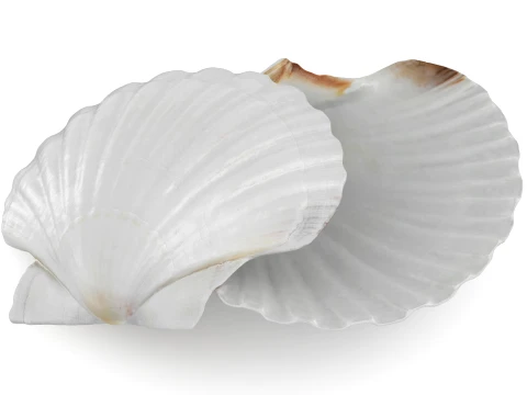 Clam Shell 03 Pose 2 3D Model