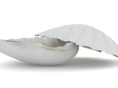 Clam Shell 03 Pose 2 3D Model