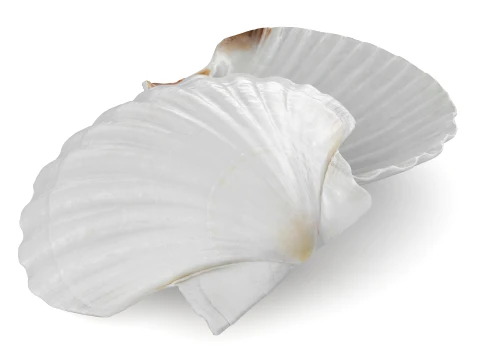 Clam Shell 03 Pose 2 3D Model
