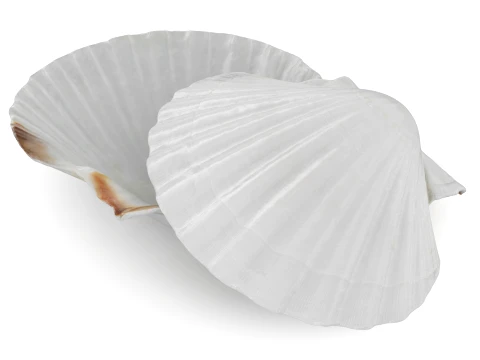 Clam Shell 03 Pose 2 3D Model
