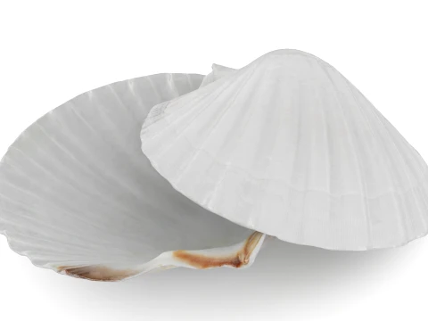Clam Shell 03 Pose 2 3D Model