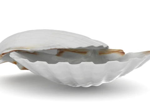 Clam Shell 03 Pose 2 3D Model
