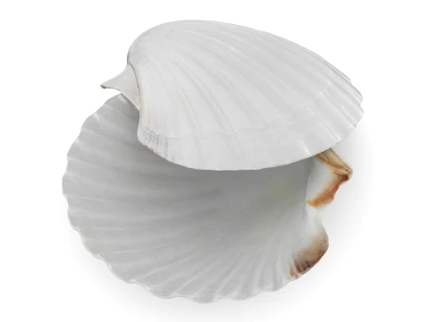 Clam Shell 03 Pose 2 3D Model