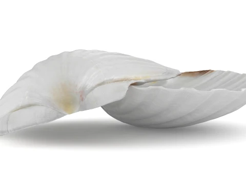 Clam Shell 03 Pose 2 3D Model