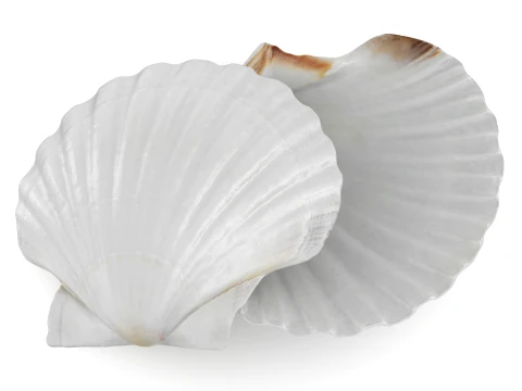 Clam Shell 03 Pose 2 3D Model