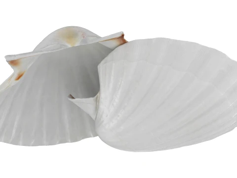 Clam Shell 03 Pose 2 3D Model
