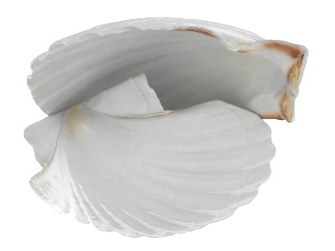 Clam Shell 03 Pose 2 3D Model