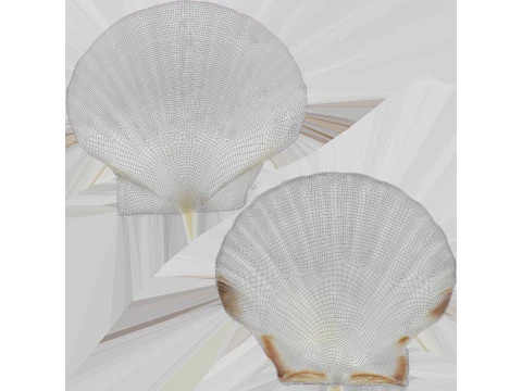 Clam Shell 03 Pose 2 3D Model