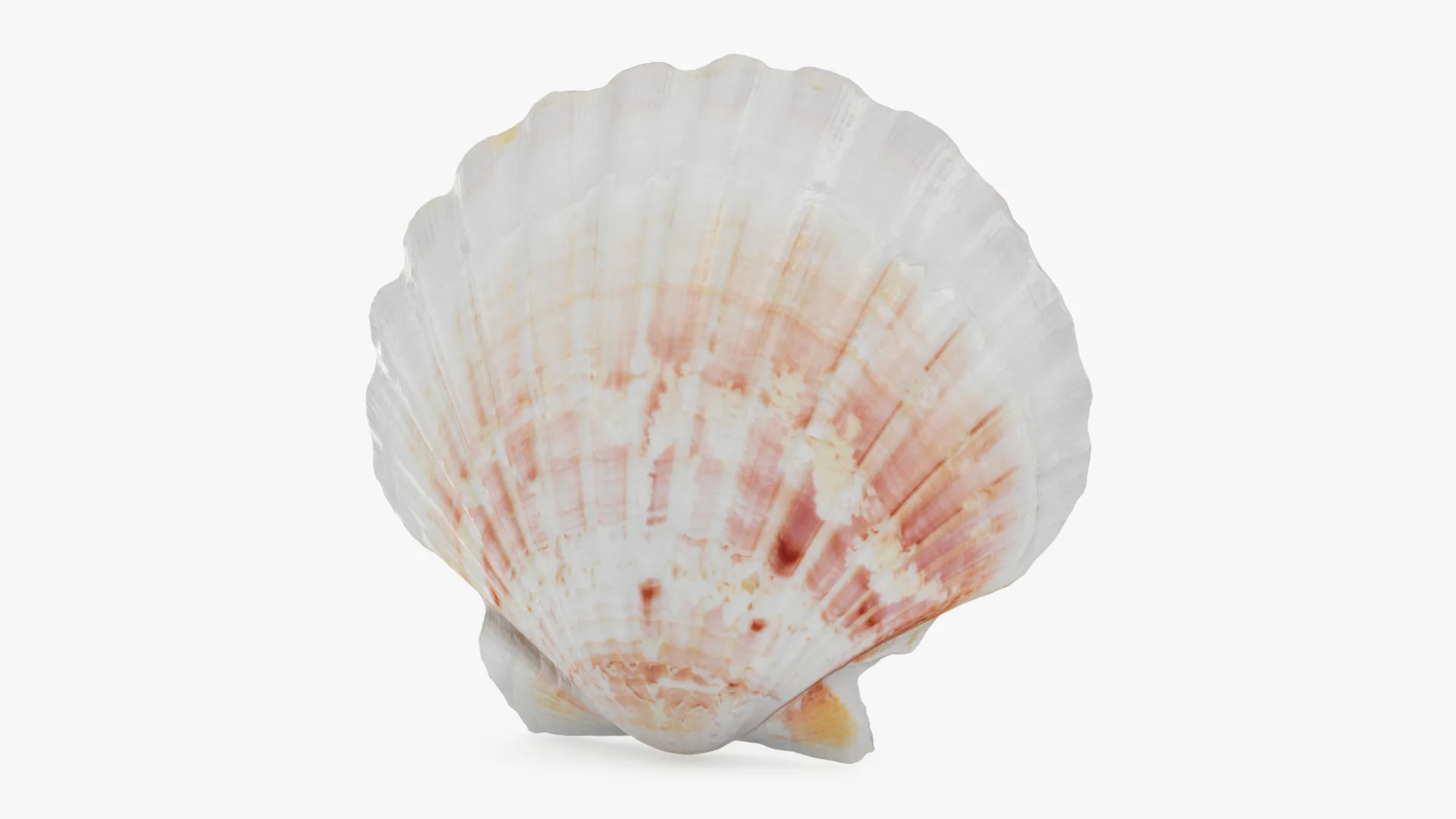 Clam Shell 04 3D Model .c4d .max .obj .3ds .fbx .stl .blend 