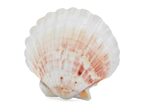 Clam Shell 04 Modello 3D