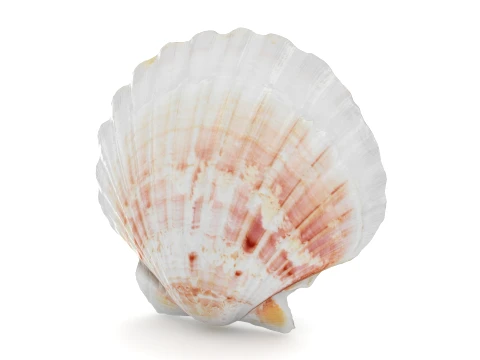 Clam Shell 04 3D Model