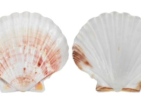 Clam Shell 04 3D Model