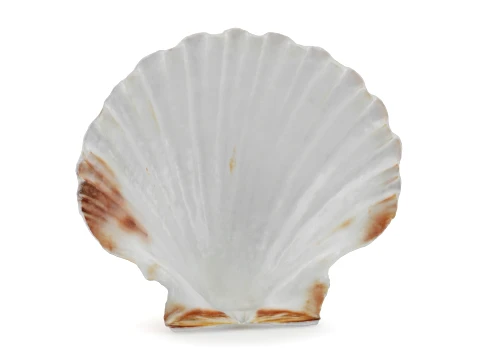 Clam Shell 04 3D Model