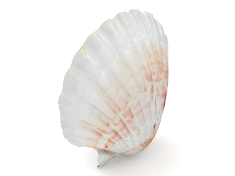 Clam Shell 04 3D Model