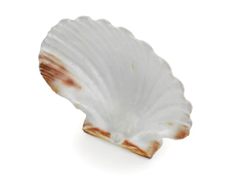 Clam Shell 04 3D Model