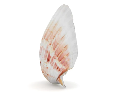 Clam Shell 04 3D Model