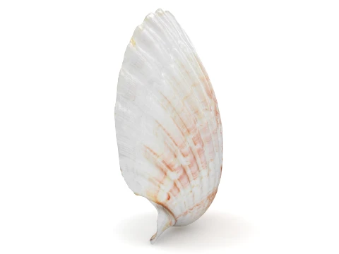Clam Shell 04 3D Model