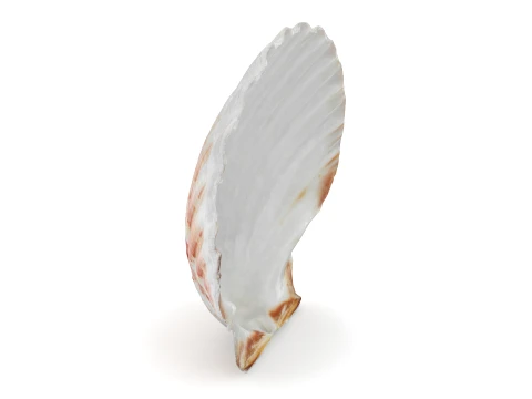 Clam Shell 04 3D Model