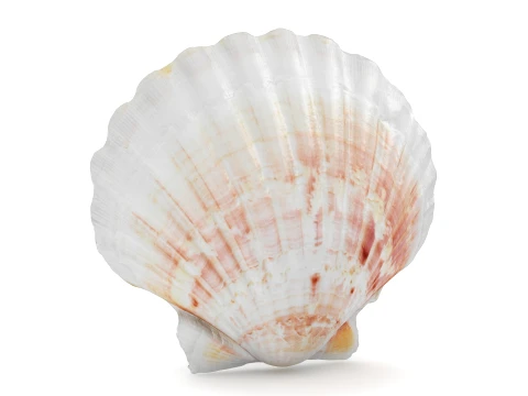 Clam Shell 04 3D Model