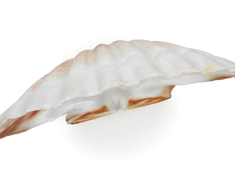 Clam Shell 04 3D Model