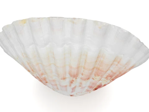Clam Shell 04 3D Model