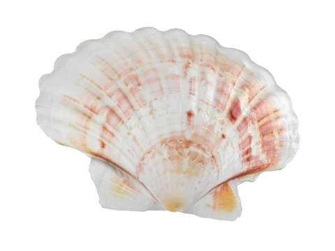 Clam Shell 04 3D Model