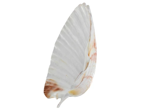 Clam Shell 04 3D Model