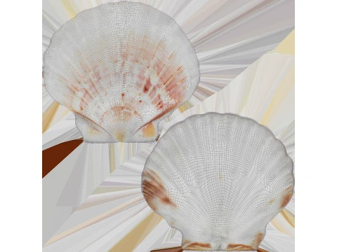 Clam Shell 04 3D Model