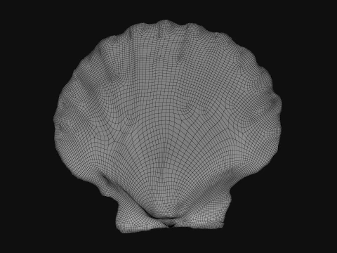 Clam Shell 04 3D Model