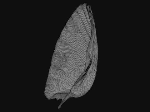 Clam Shell 04 3D Model