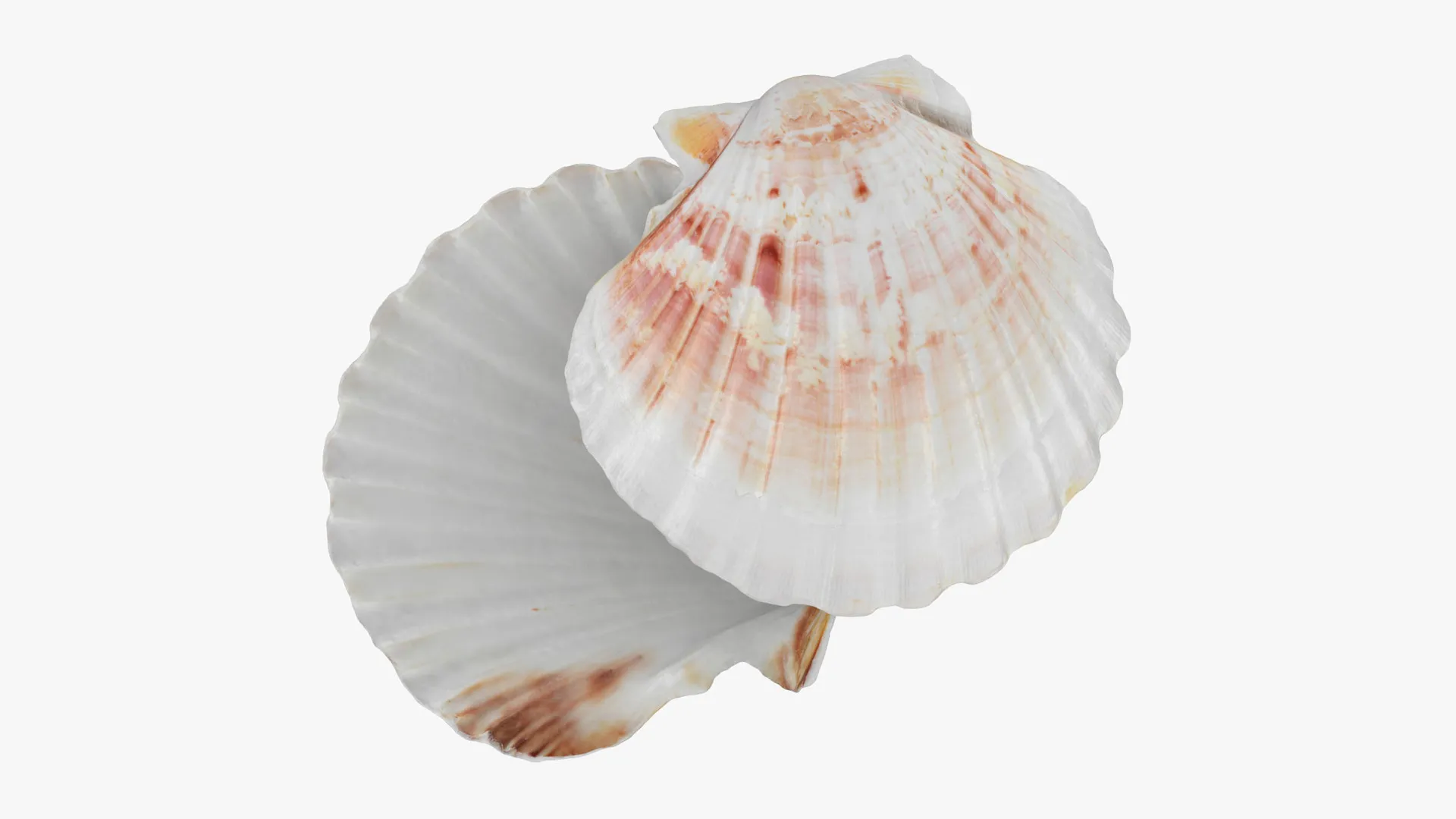 Clam Shell 04 Pose 2 3D Model .c4d .max .obj .3ds .fbx .stl .blend 