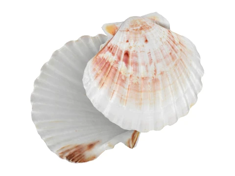 Clam Shell 04 Pose 2 Modello 3D
