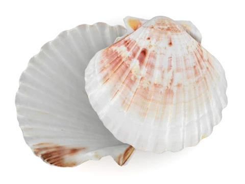 Clam Shell 04 Pose 2 3D Model