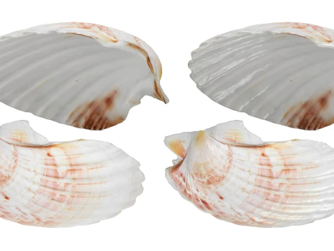 Clam Shell 04 Pose 2 3D Model