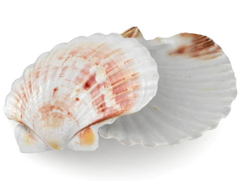 Clam Shell 04 Pose 2 3D Model