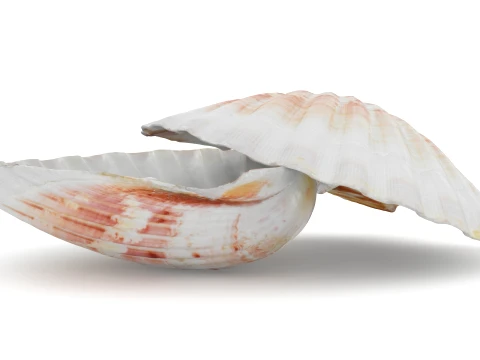 Clam Shell 04 Pose 2 3D Model