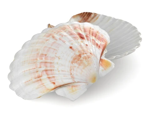 Clam Shell 04 Pose 2 3D Model