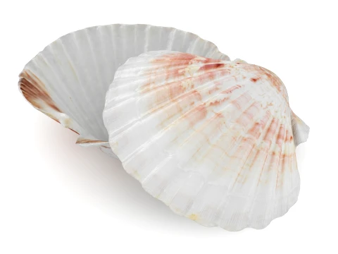 Clam Shell 04 Pose 2 3D Model
