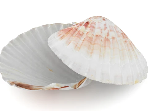 Clam Shell 04 Pose 2 3D Model