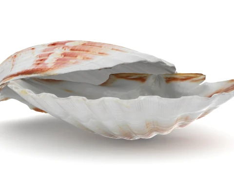 Clam Shell 04 Pose 2 3D Model